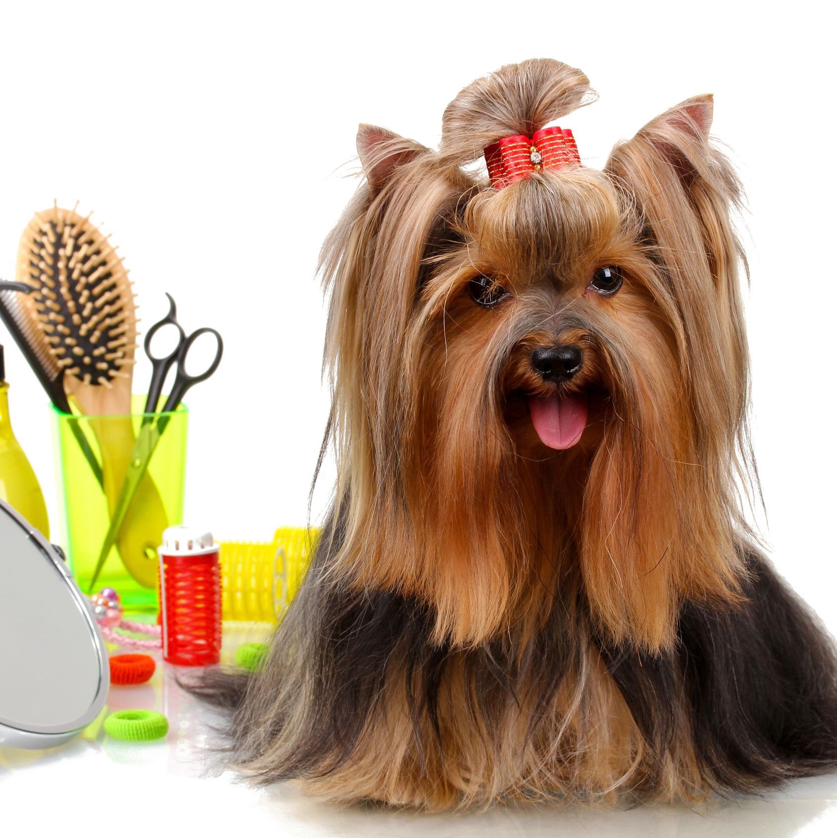 dog and cat grooming