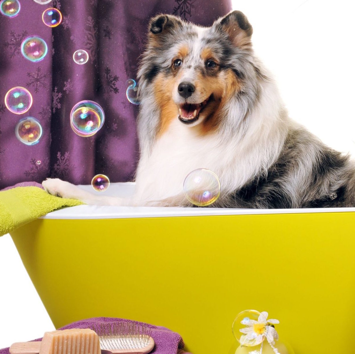 dog and cat grooming