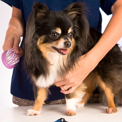 dog and cat grooming