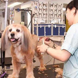 dog and cat grooming