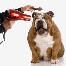 dog and cat grooming